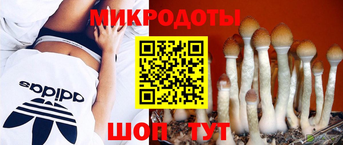 Псилоцибиновые грибы Cubensis Курчатов